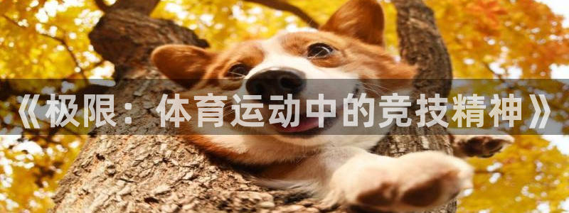 球宴体育-足球直播：《极限：体育运动中的竞技精神》